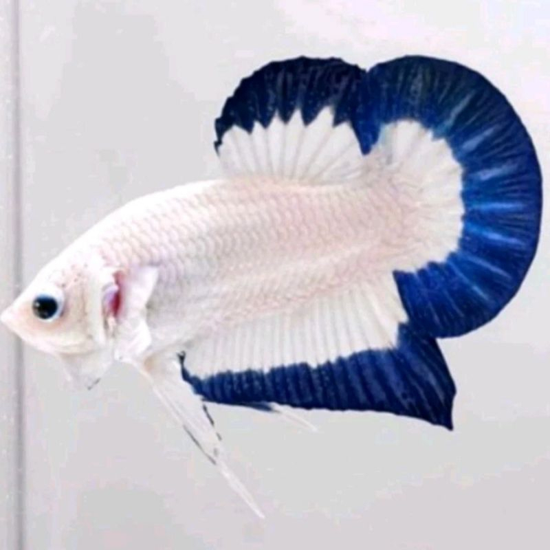 HIASAN BLUE RIM BERKUALITAS TOP GRADE