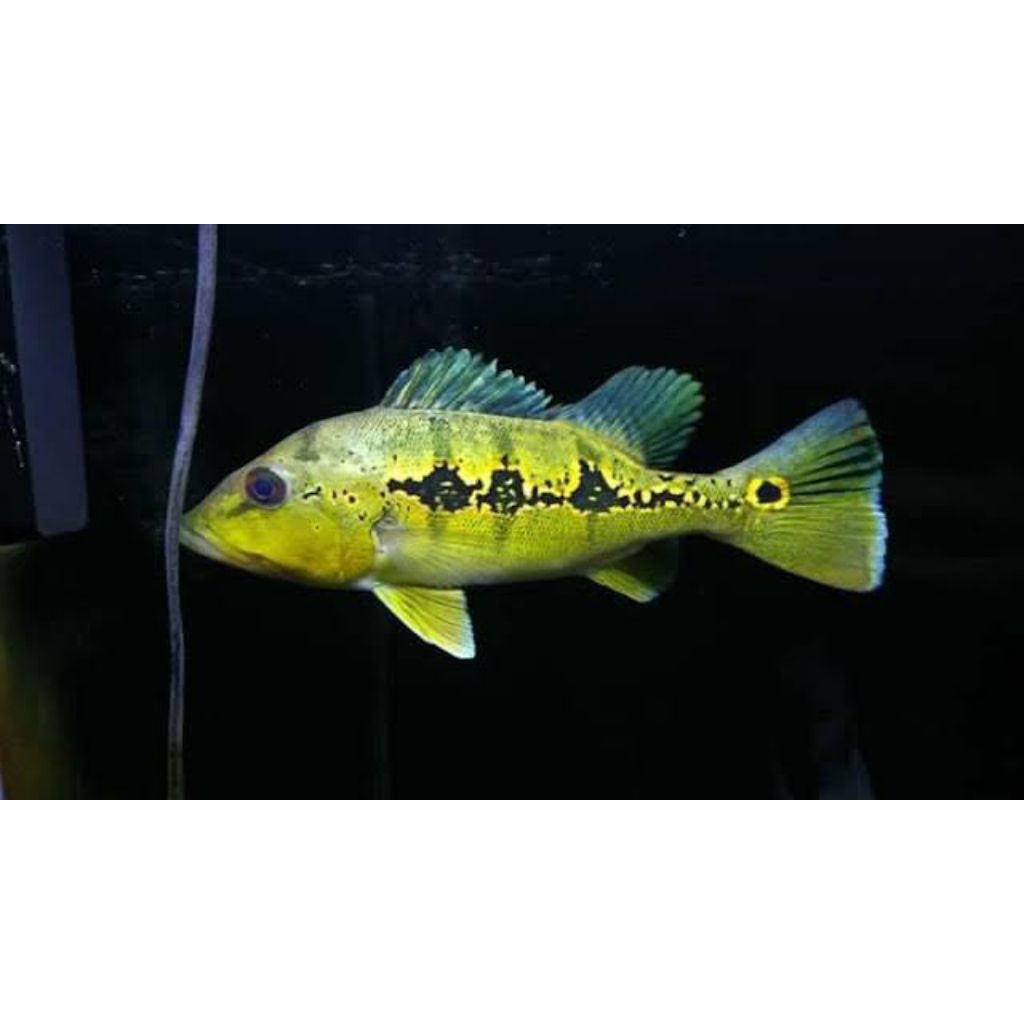 Pbass mono ukuran 13-15 cm (Khusus pengiriman instan dan sameday)