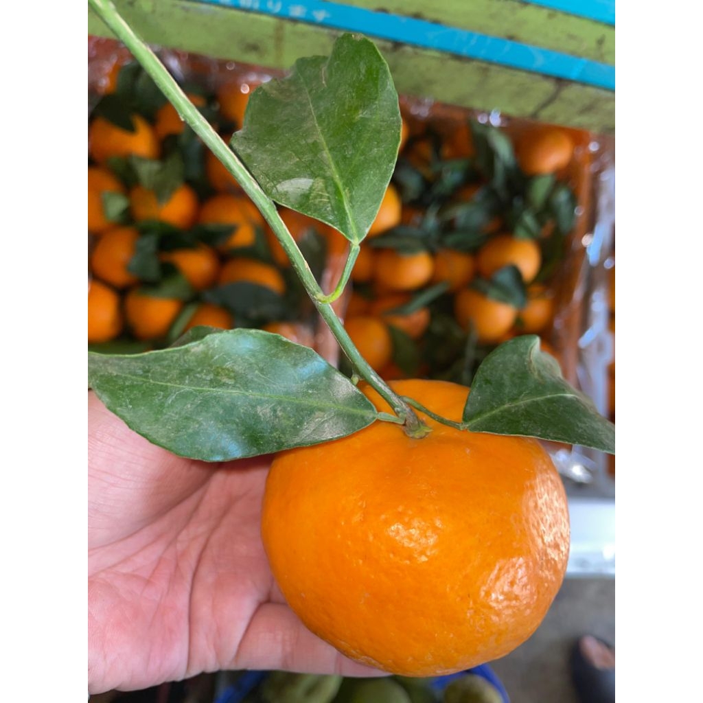 

Santang/ Wogam daun 1kg