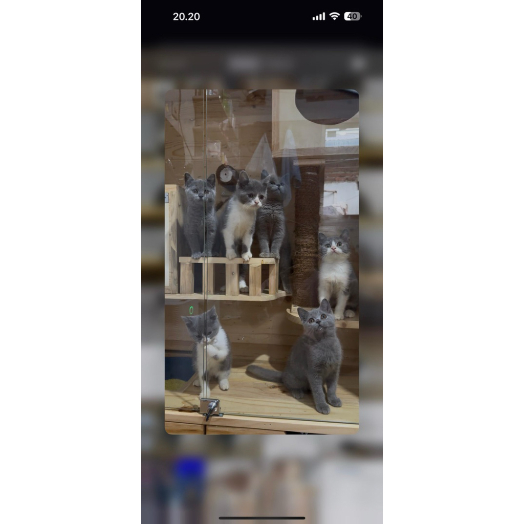 BSH british shorthair kitten blue dan bico