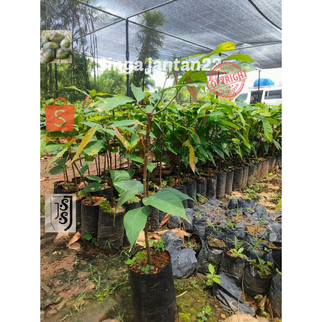 

Bibit tanaman kakao cokelat dari genetik berbuah lebat