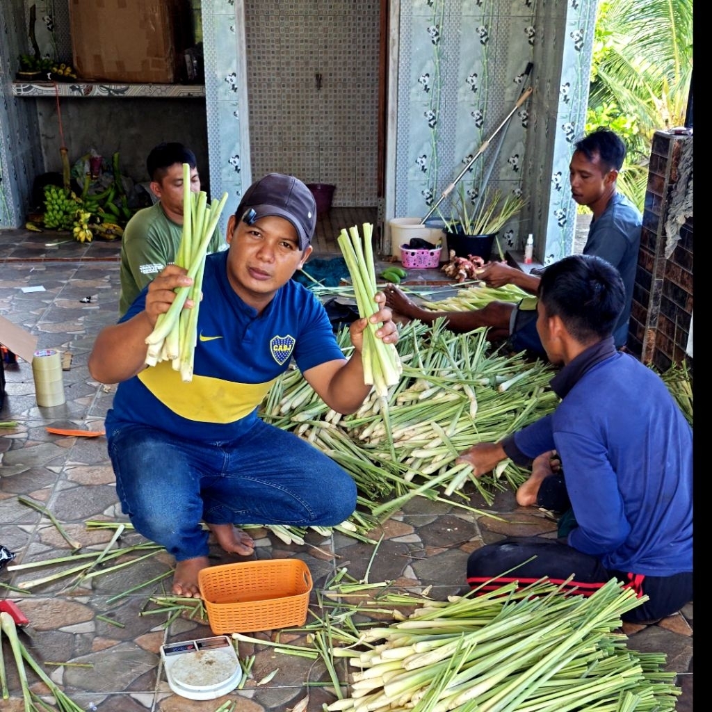 

SEREH Dapur SUPER JUMBO Grade A 1kg 17-20 Batang: Kesegaran Alami untuk Setiap Masakan!