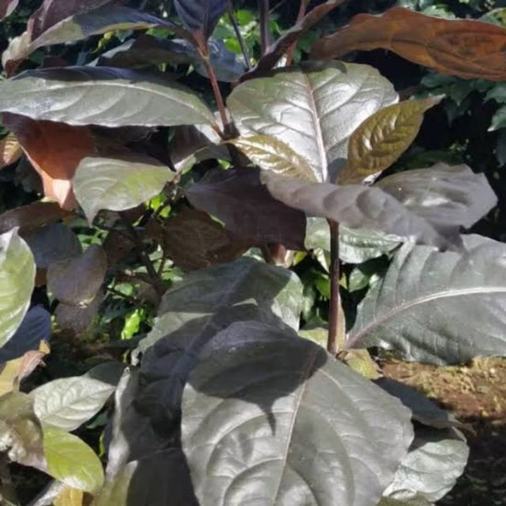 Bibit Daun Ungu | Tanaman Herbal | Tanaman Daun Ungu