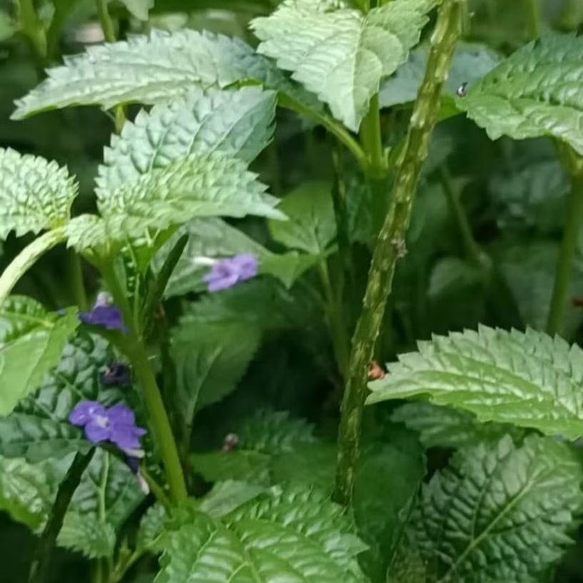 

Daun Pecut Kuda Daun Jarong segar 1kg baru petik