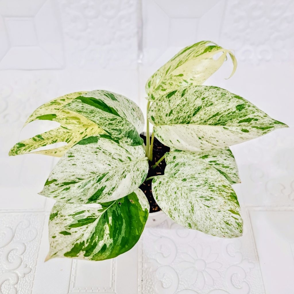 Epipremnum Pinnatum Marble Variegata - Pot 3