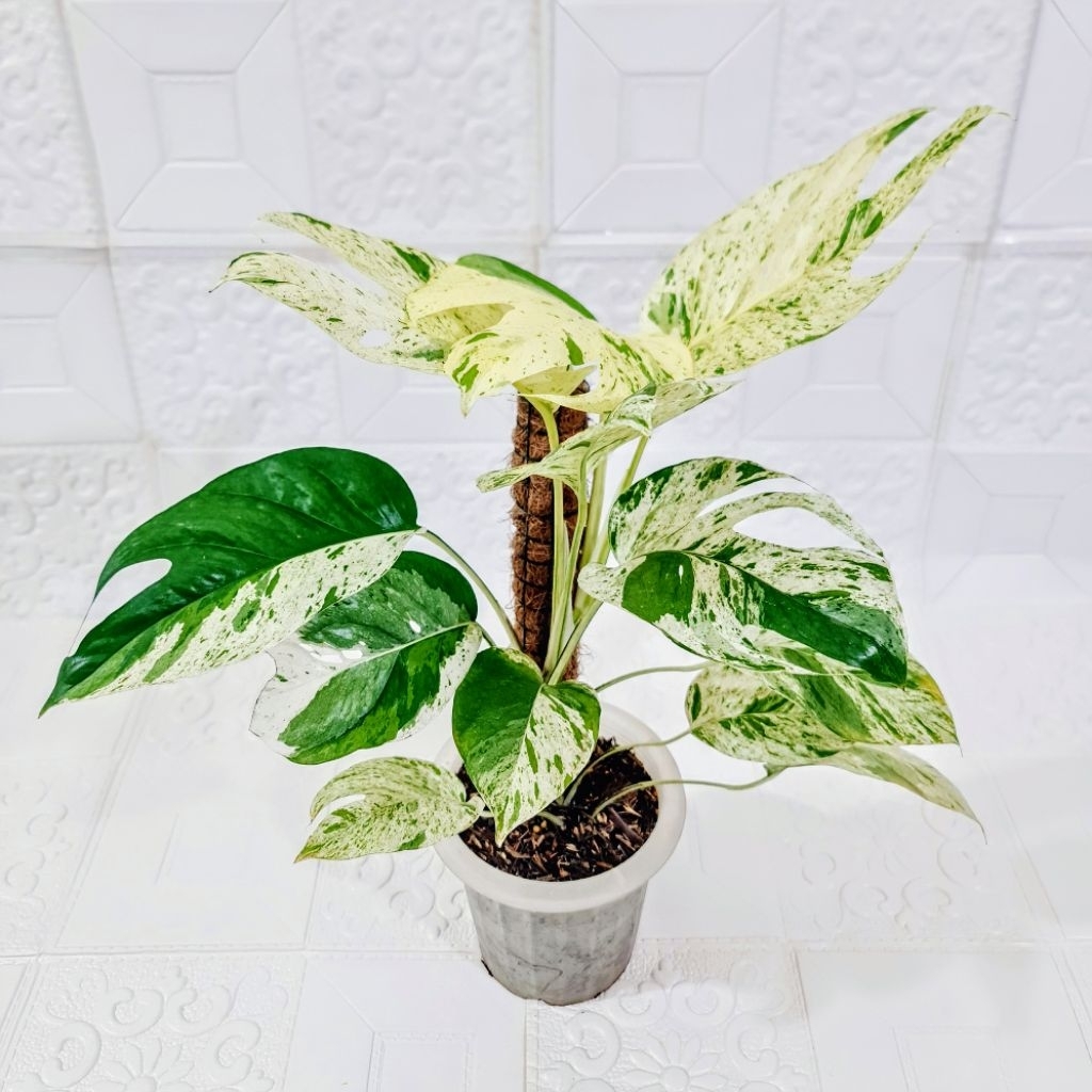 Epipremnum Pinnatum Marble Variegata - Pot 5