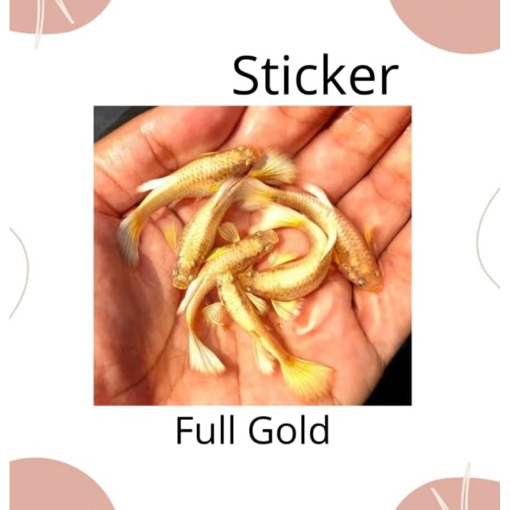 Guppy Full Gold