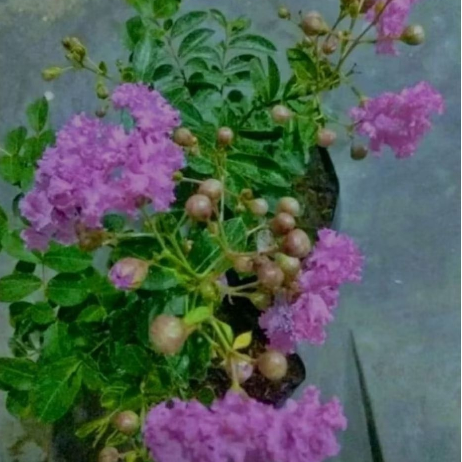 BIBIT BUNGA SAKURA MIKRO