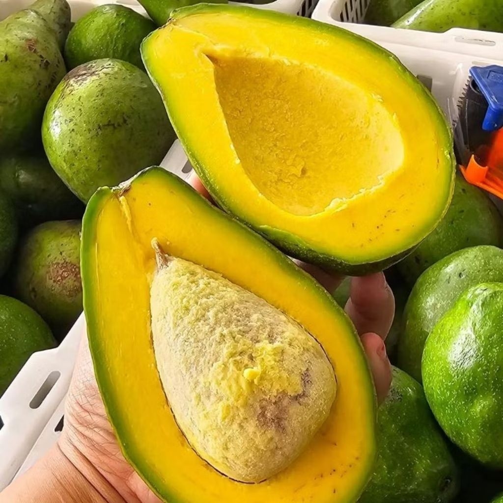 

Alpukat mentega 1 kg isi 2 dan 3 (COD GARANSI)