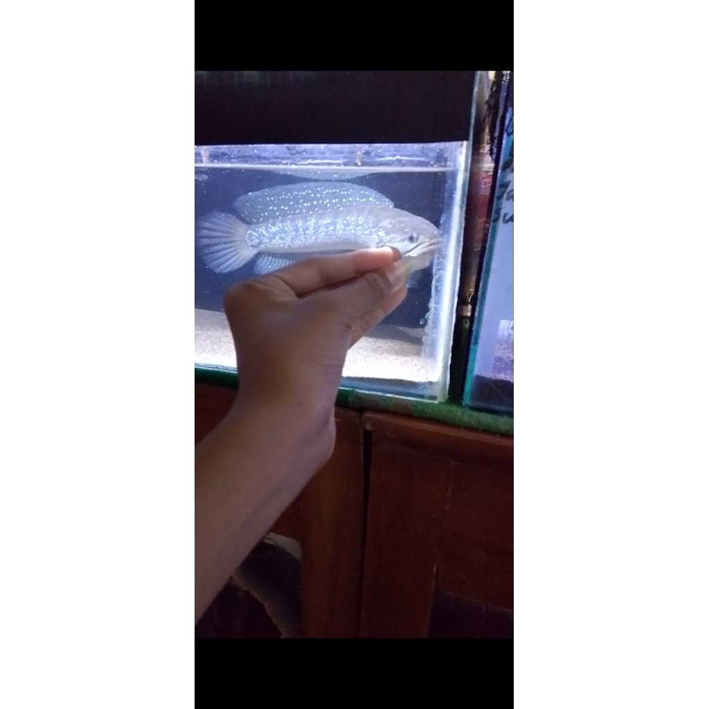 

stiker asiatica jumbo gondrong sz 28++