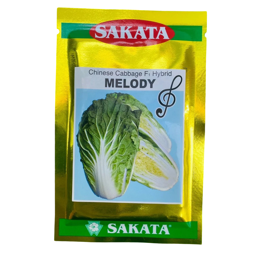 

SAWI PUTIH MELODY F1 ISI 1OGR SAKATA CHINA