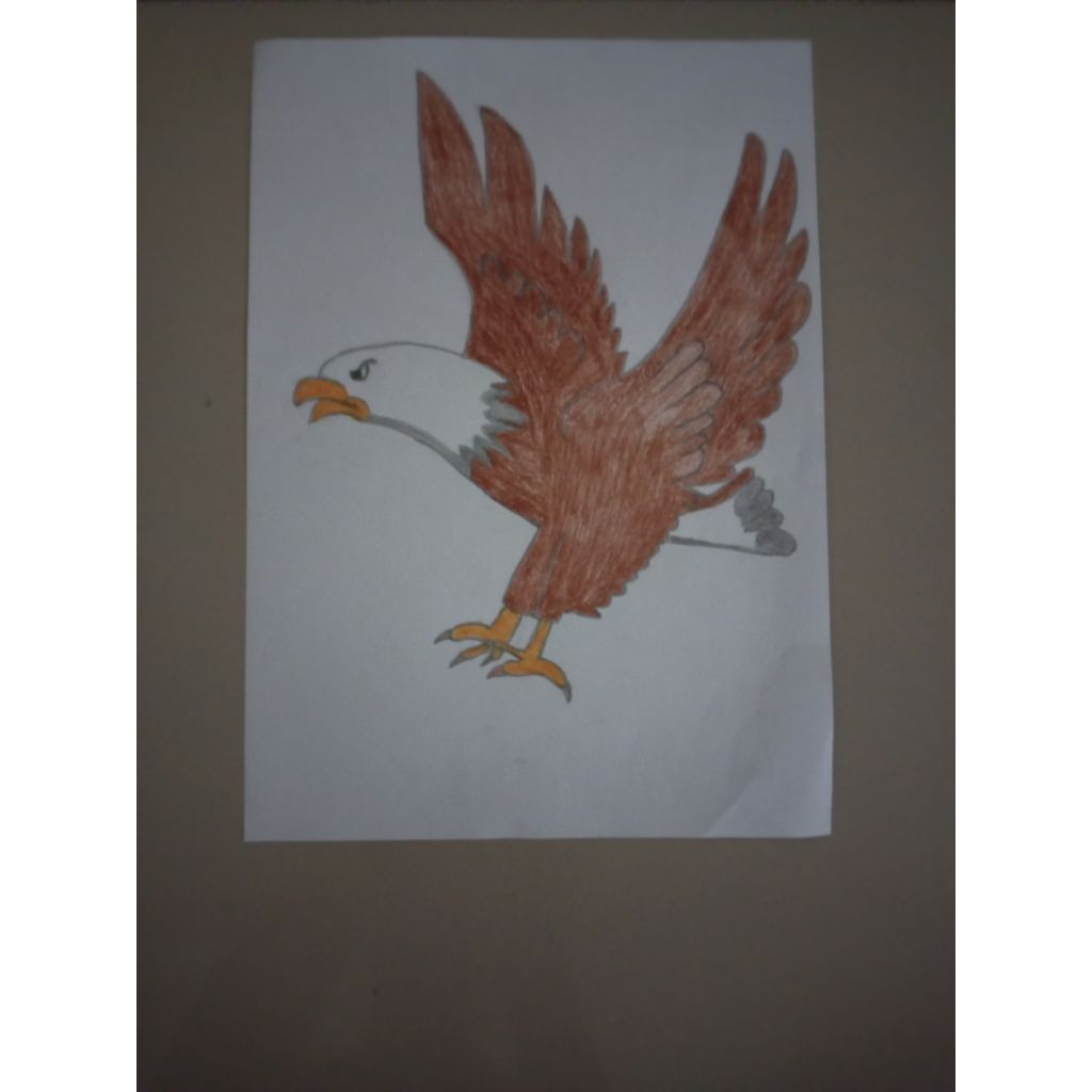 

Gambar Burung Elang Coklat