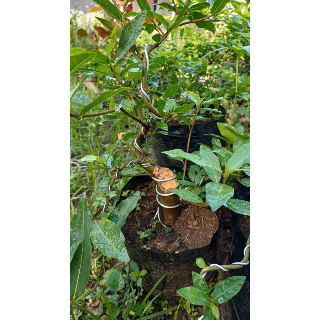 Bahan Bonsai loa