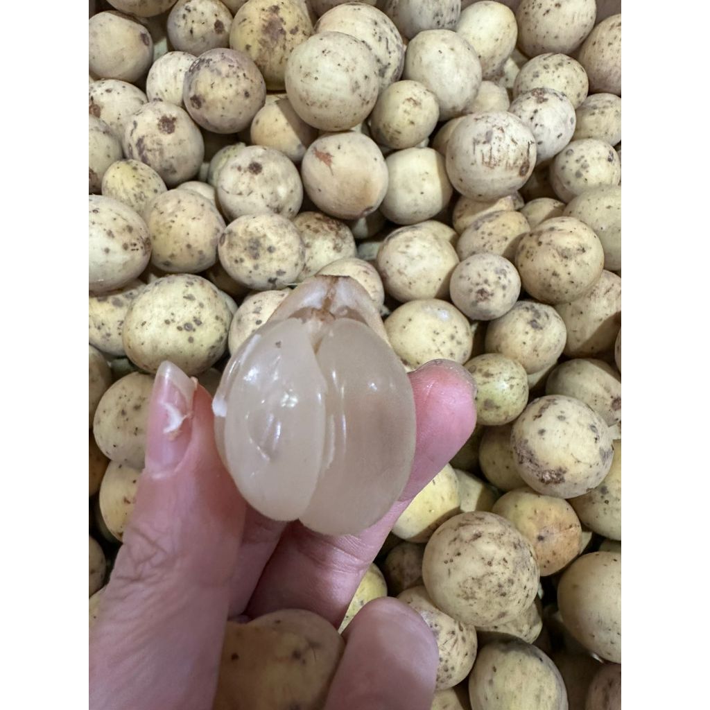 

DUKU. BUAH DUKU. MANIS ENAK.