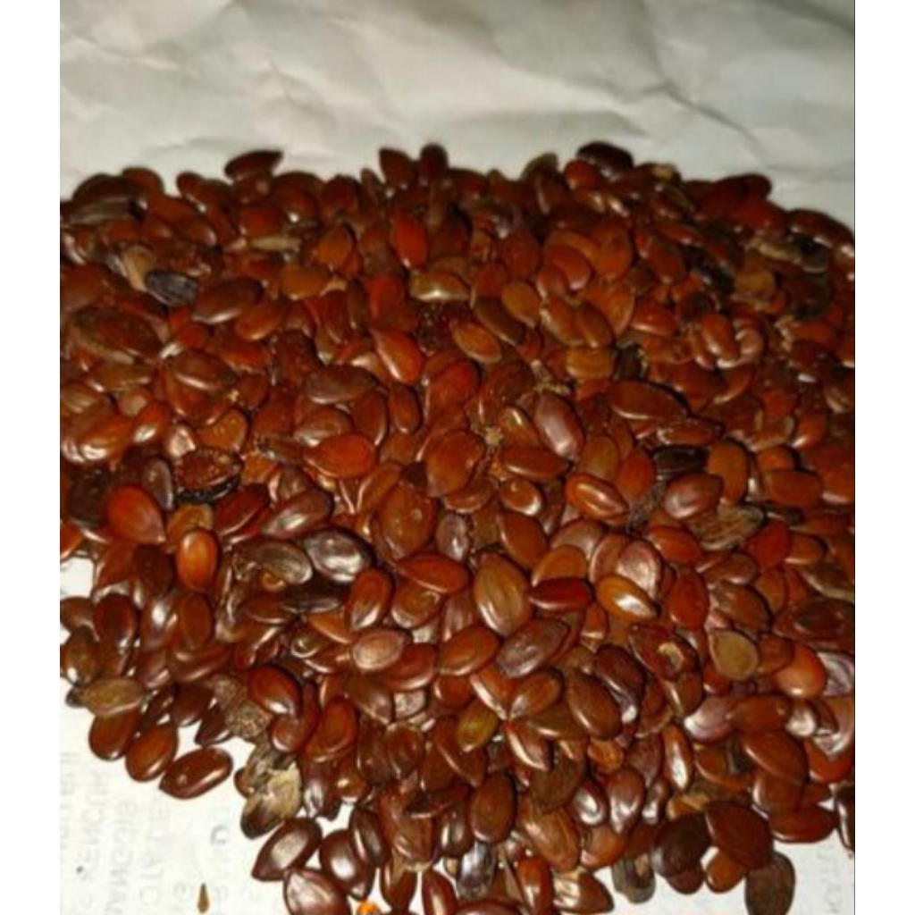 

Jual biji pete cina kering / atau lamtoro organik 100 g