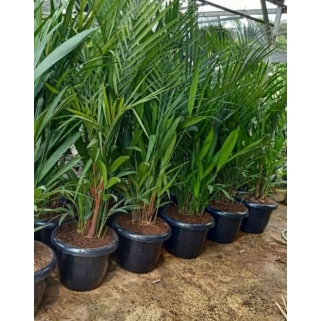 pohon palem merah tinggi 2 meter sudah +pot  siap tanam