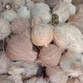 

KELAPA KUPAS UTUH BULAT PER 1 PCS SEGAR FRESH Santan SEGAR MURAH / KELAPA UTUH