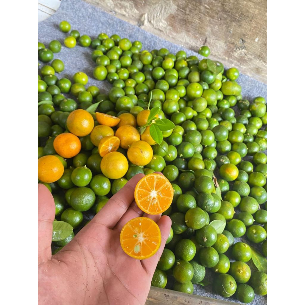 

2kg jeruk peras songkit kasturi lemon cui