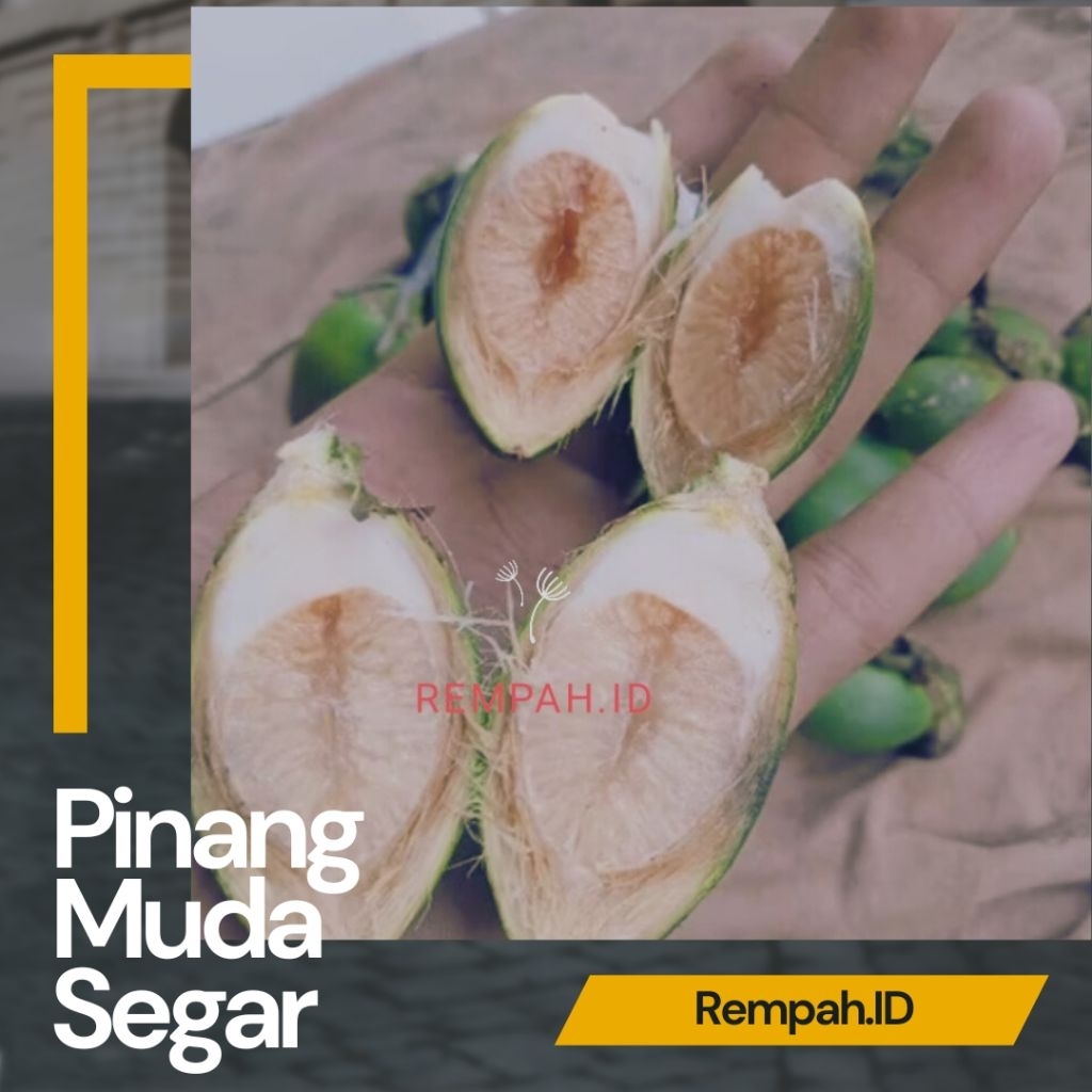 

Buah Pinang Muda Segar 1 KG Bisa COD stok Terbatas