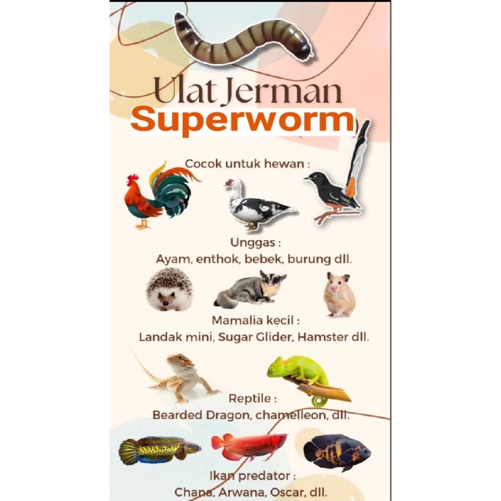 RB indukan kumbang ulat Jerman siap bertelur