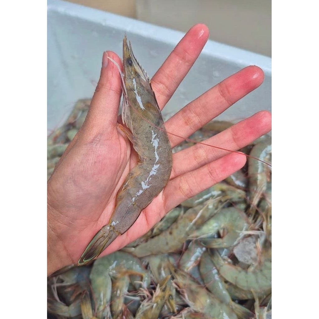 

Udang Fresh/Frozen Grab Instant Bandung Only