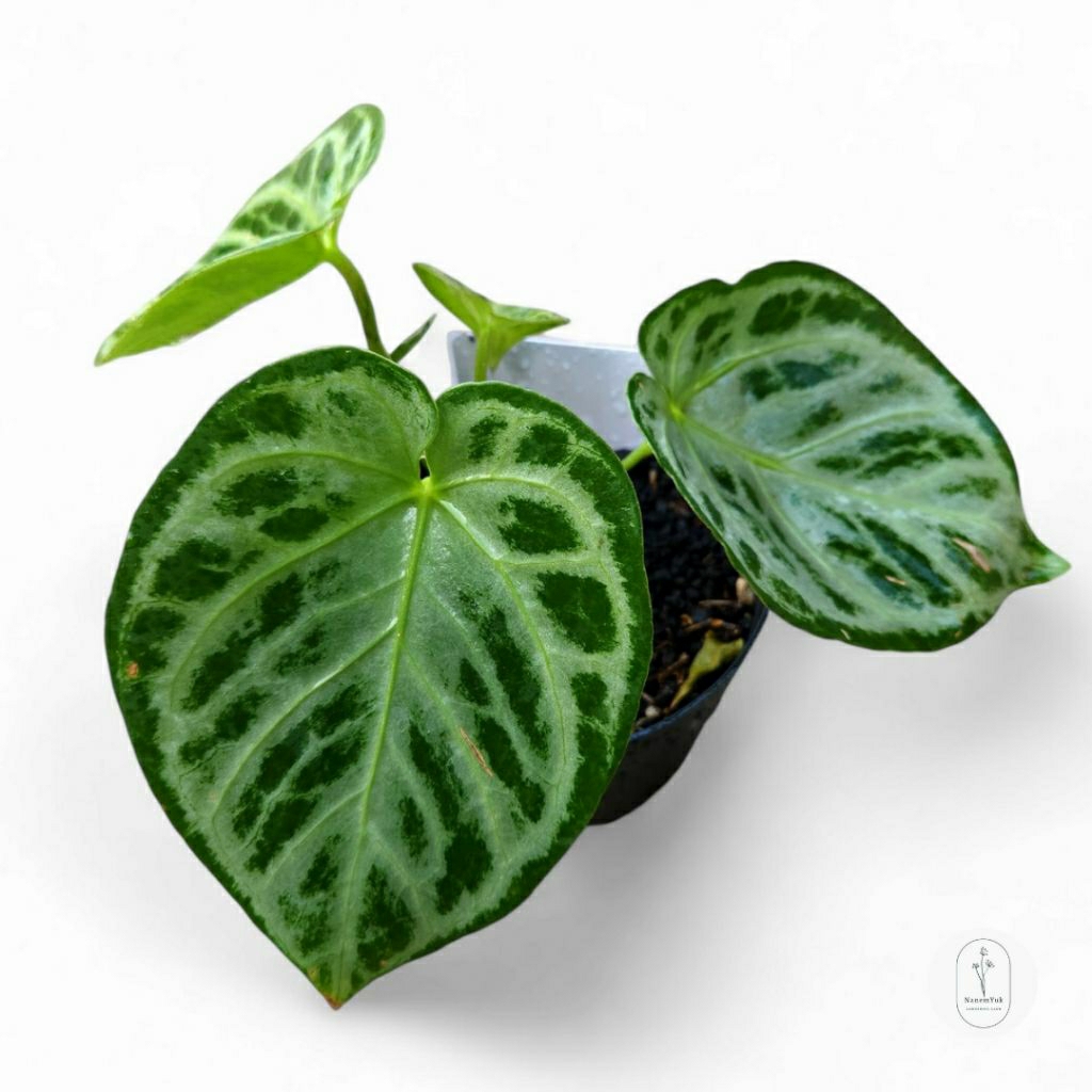 Anthurium Dorayaki Silver