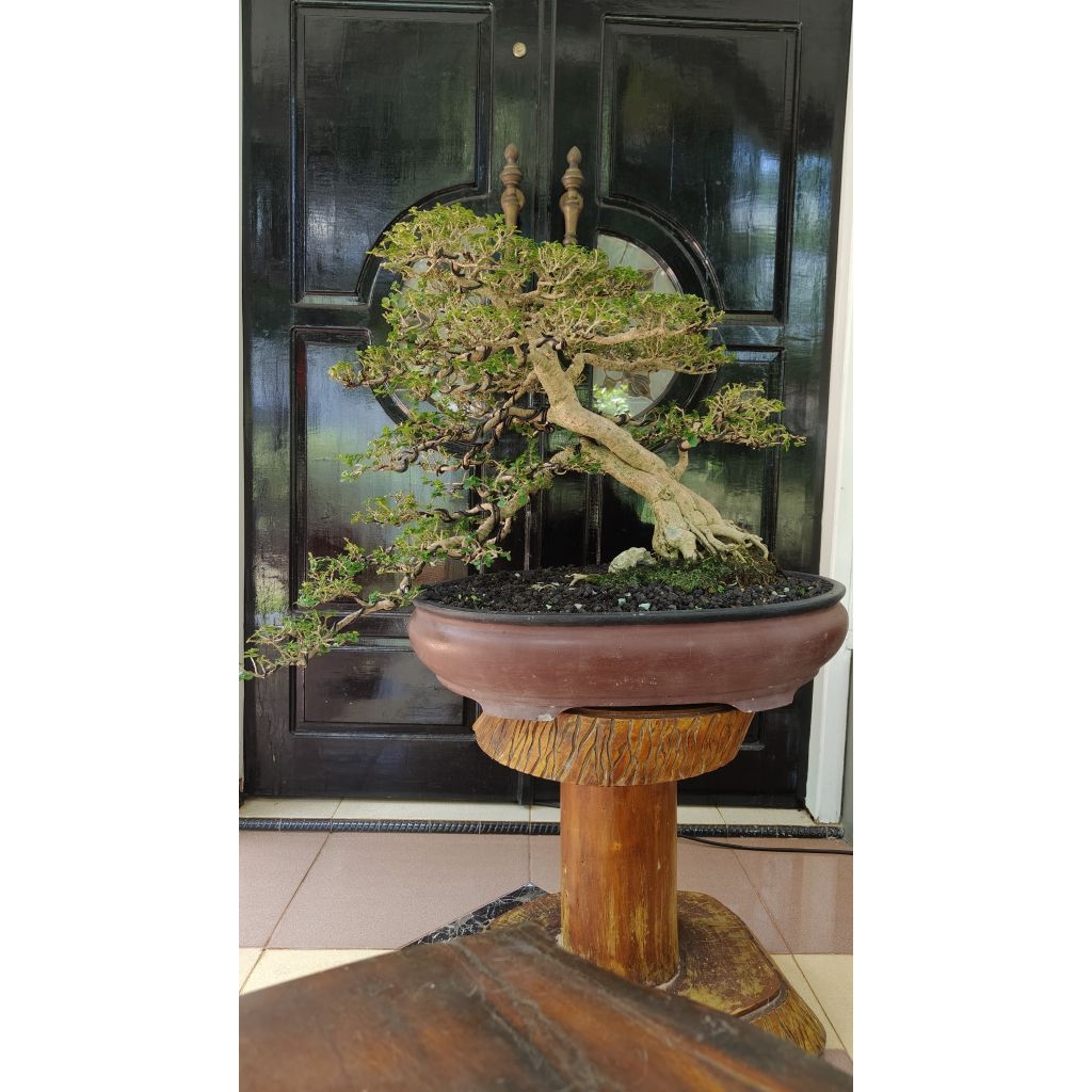 Bonsai Sancang medium item kontes