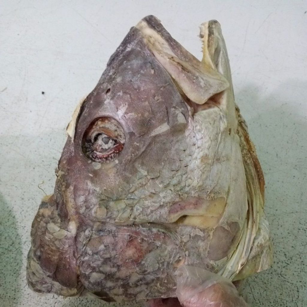 

kepala kakap 1kg