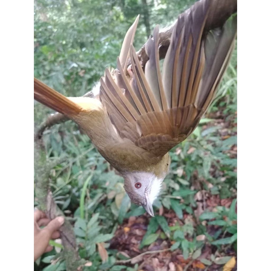New Pulut Burung Super Lengket No Bau Anti Lalat 1 Ons