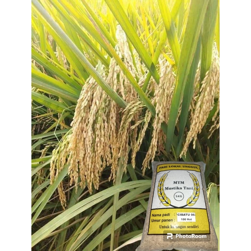 biji padi Cibatu 06 5kg
