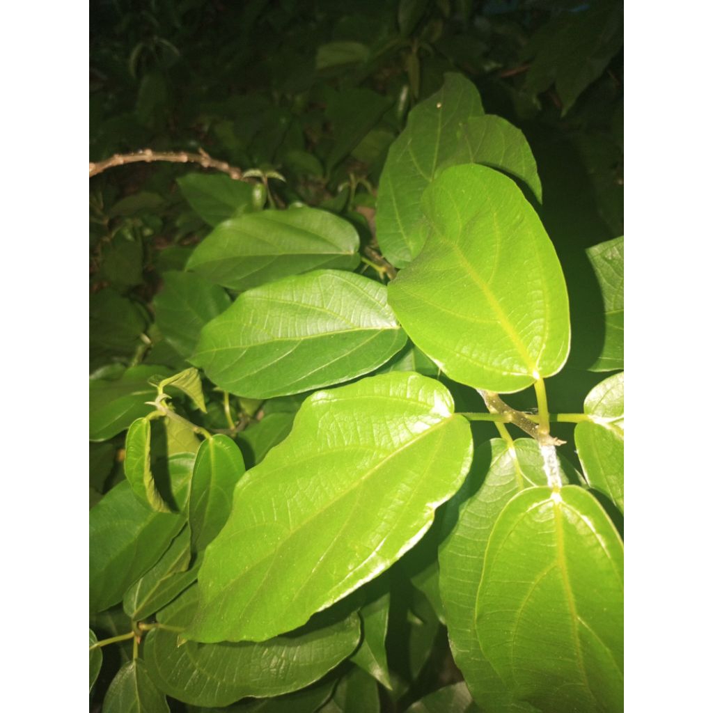 

Daun cincau hijau untuk minuman herbal