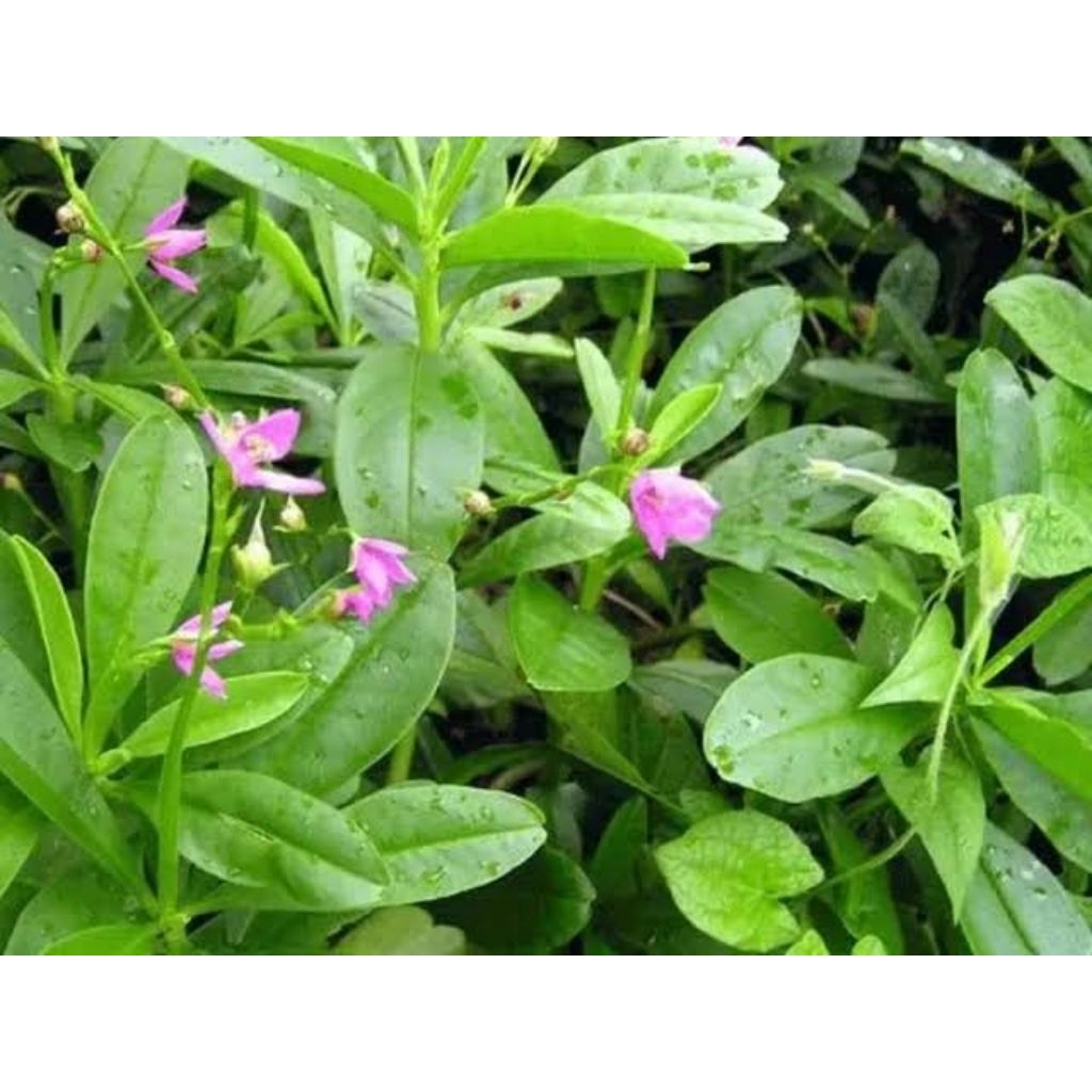 

Daun Ginseng Segar 250gr (1 ikat) /Daun Ginseng sayur/ Daun Ginseng Herbal / Daun Ginseng Jawa