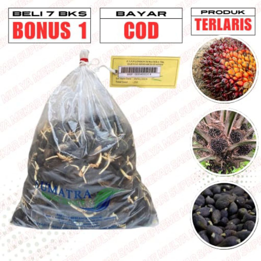 BENIH KECAMBAH SAWIT DxP LONSUM