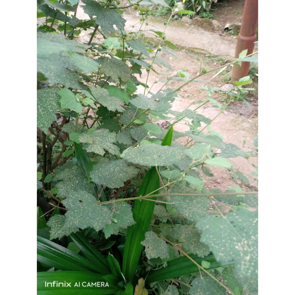 

daun pulutan obat sakti diare dan sembelit herbal 500 grm