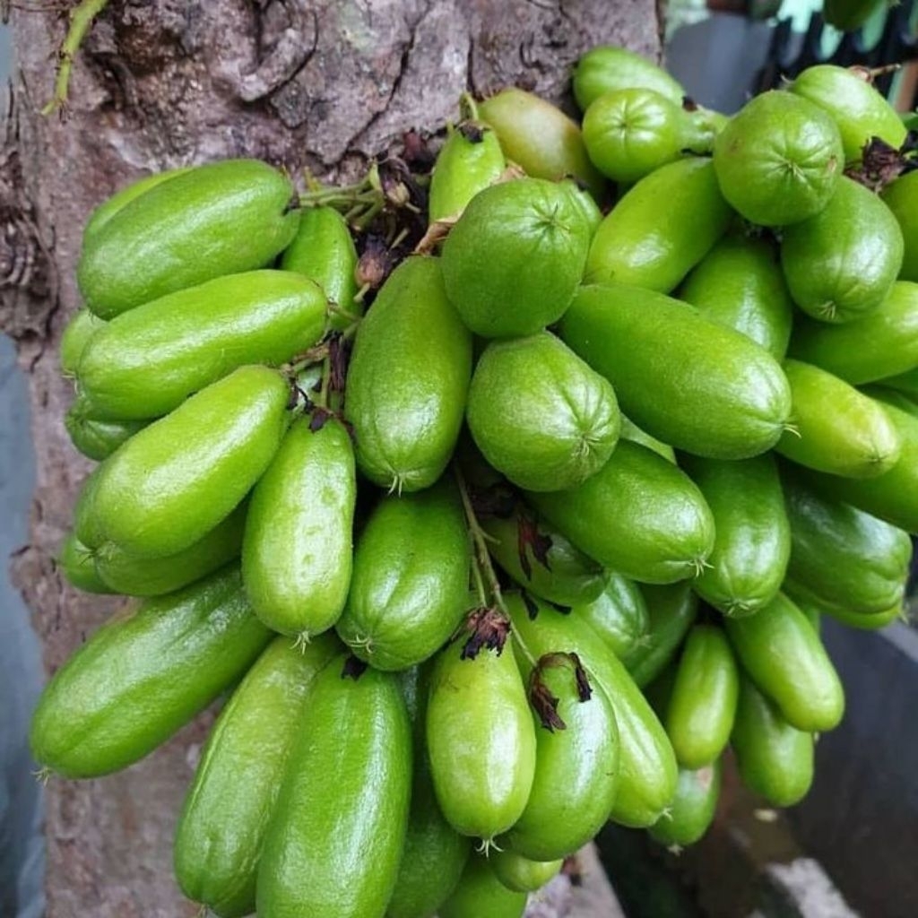 

Tanaman Bibit Belimbing Wuluh