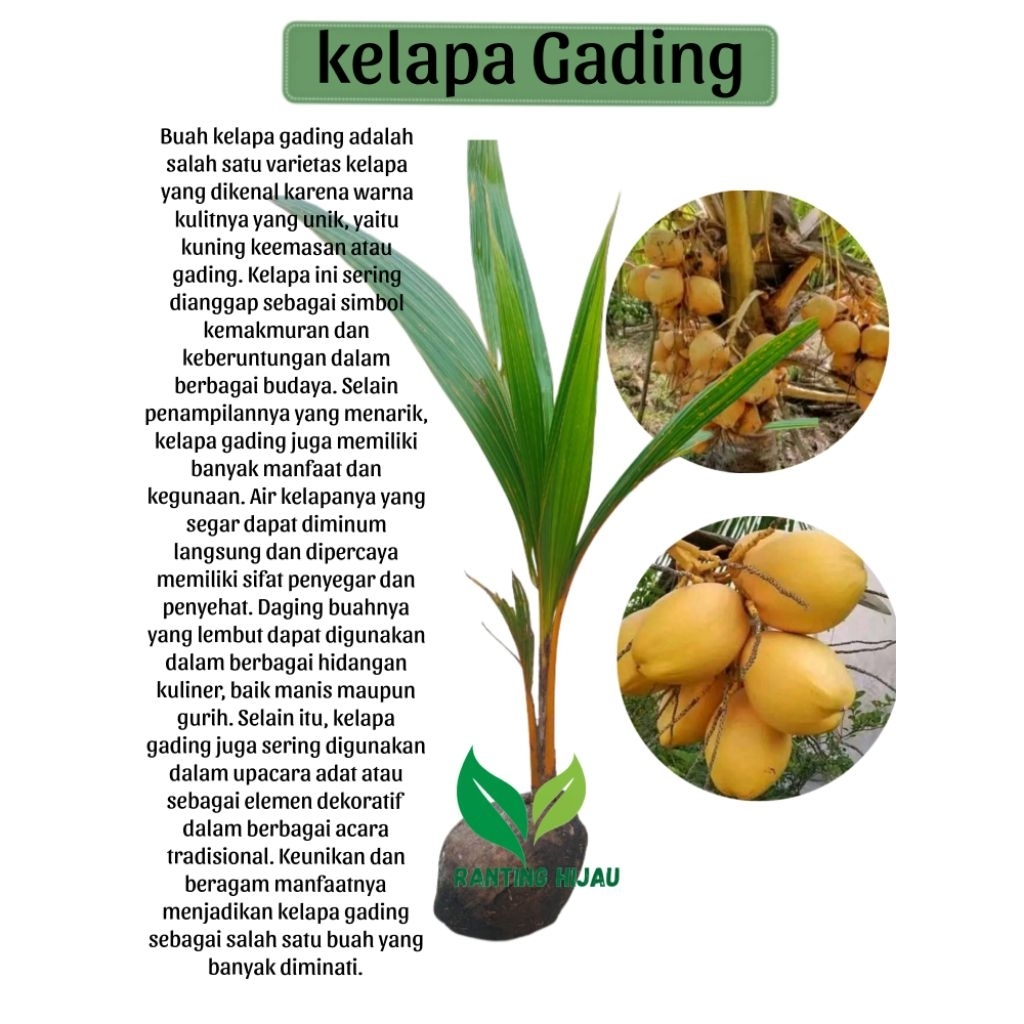 Bibit kelapa gading orange