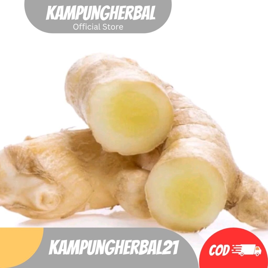 

TEMU PUTIH SEGAR CURCUMA ZEDOARIA FRESH KUNYIT/KUNIR PUTIH