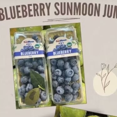

Buah blueberry sunmoon jumbo bluberi import fresh pack