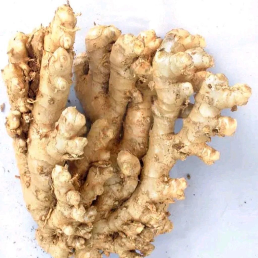

Lempuyang segar pres herbal 1kg