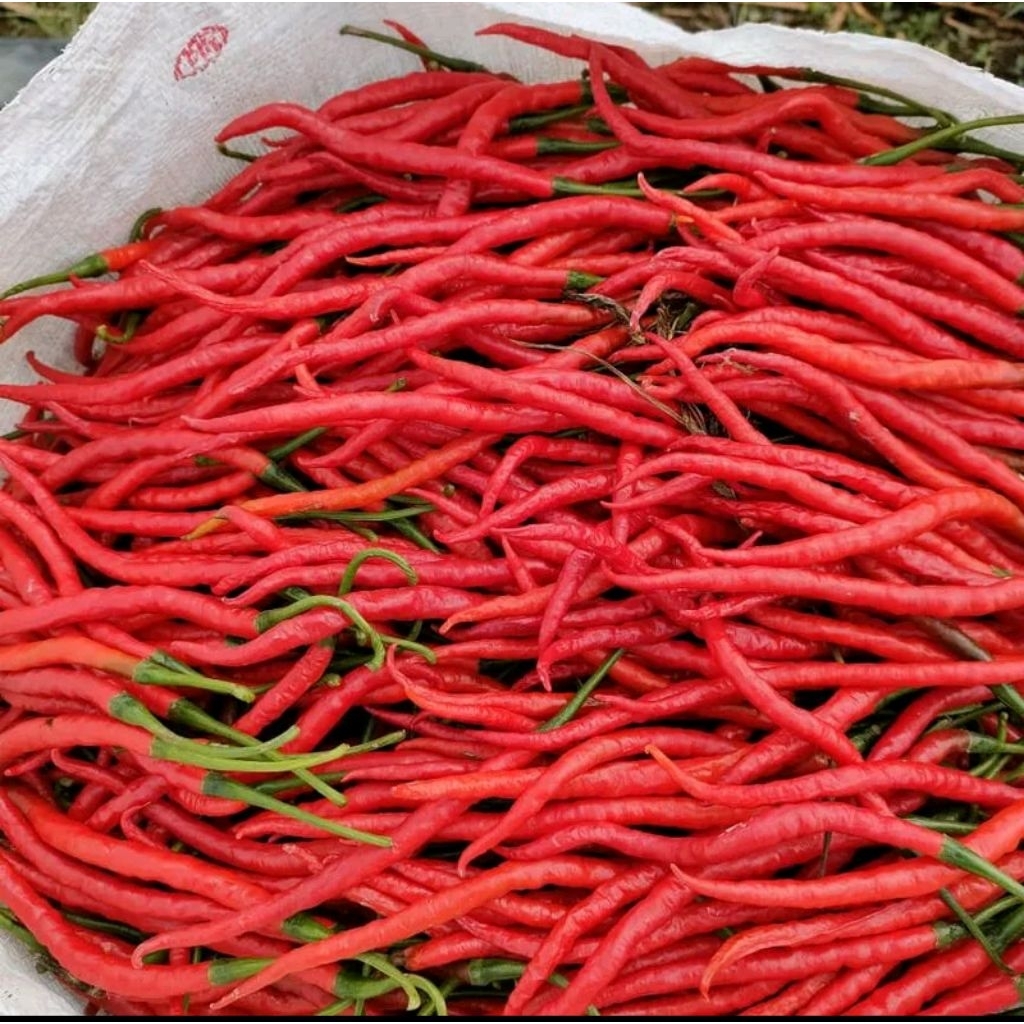 

500 gram cabe merah besar / cabai merah besar 250 gram segar