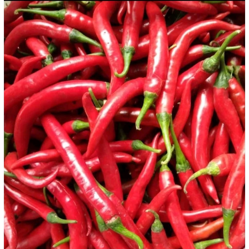

1 kg Cabai Merah Besar / 500 gram Cabe Besar Merah Segar