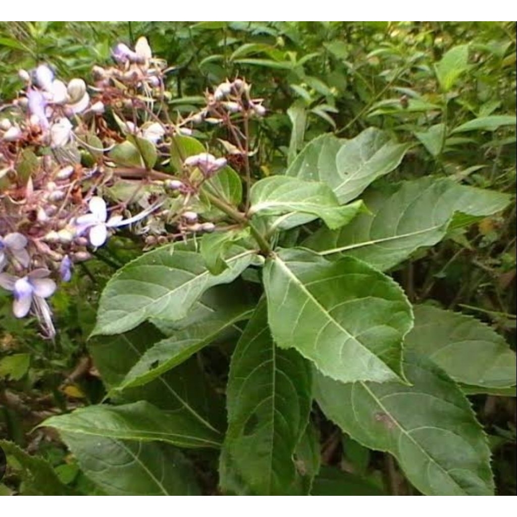 

Daun senggugu daun srigunggu segar 50 lembar petik langsung-az