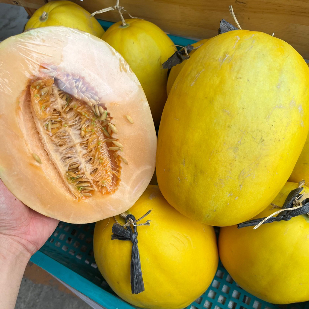 

MELON GOLDEN MANIS GARING | 1 PC | Buah Melon Fruit