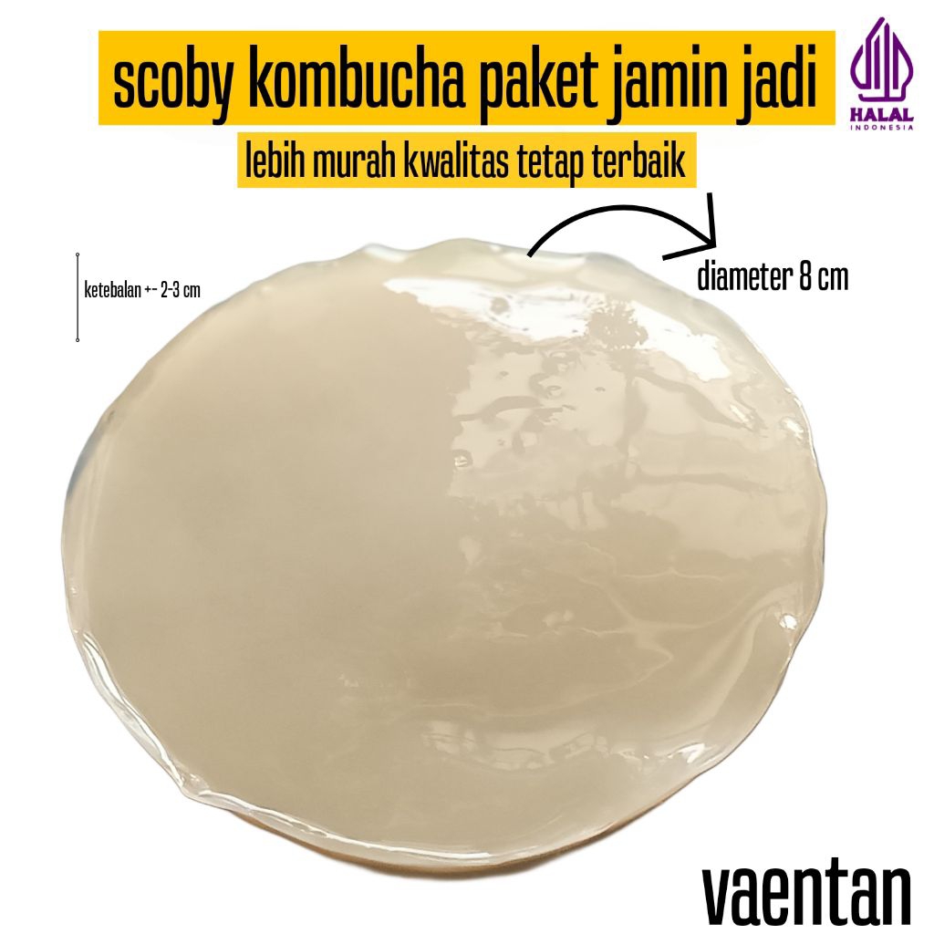 

scoby kombucha paket starter PAS