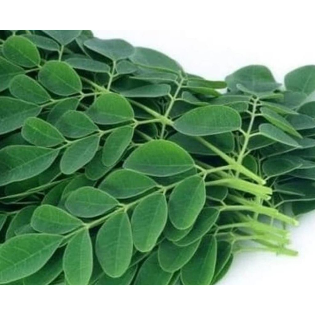 

Daun kelor segar sayuran murah dan organik 1tangkai