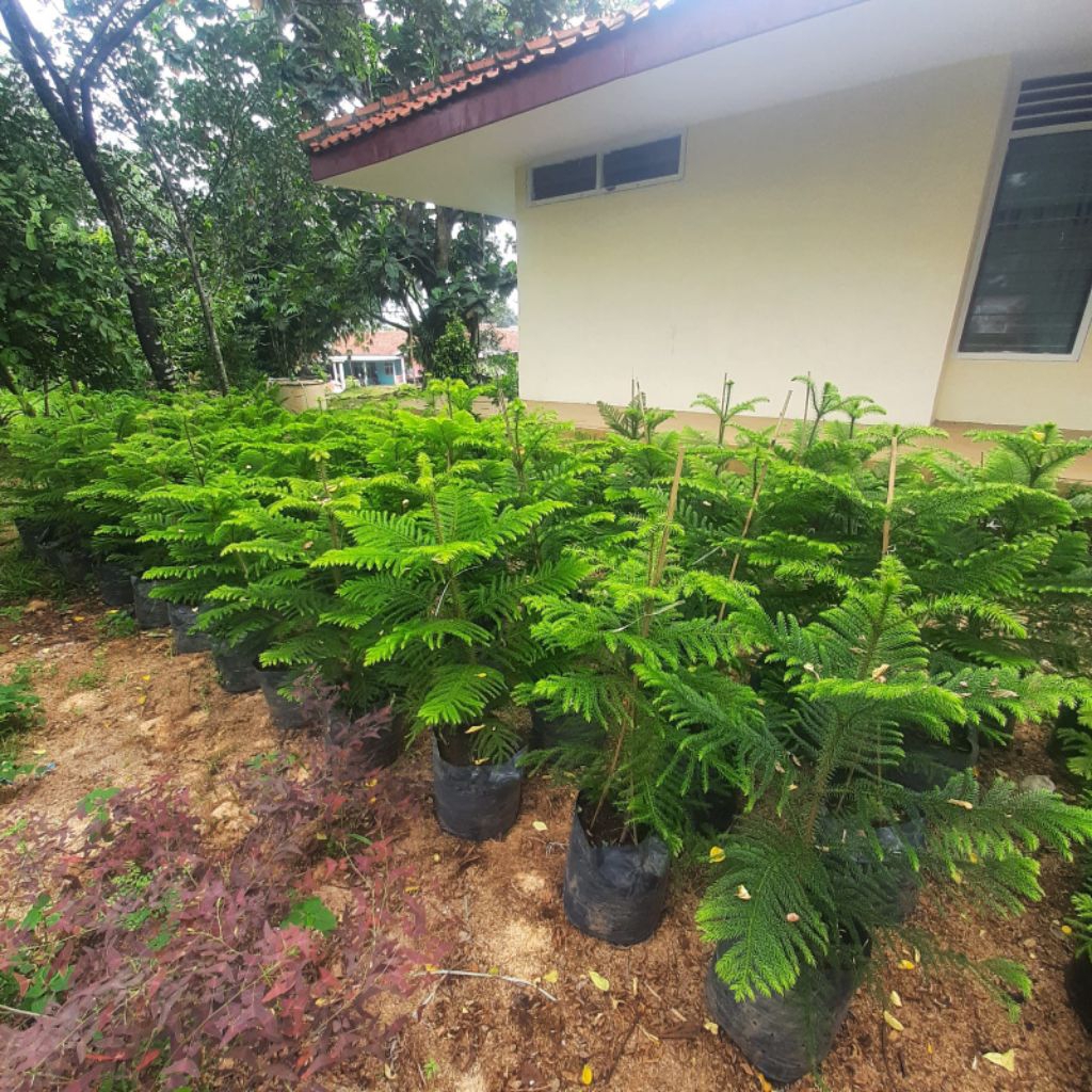 { BISA COD } tanaman cemara norfolk tinggi 1 meter pohon cemara norfolk 1 meter