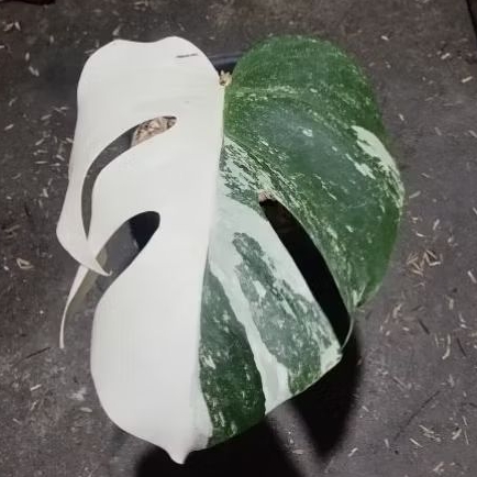 tanaman bunga monstera variegata white tiger daun pancing dan tunas
