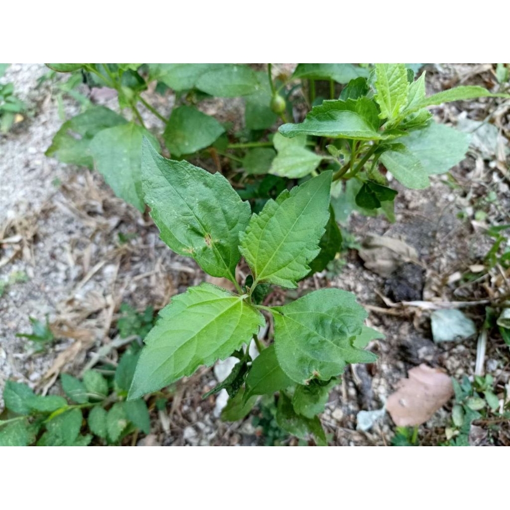 

DAUN JALAMA(Kal-Sel)