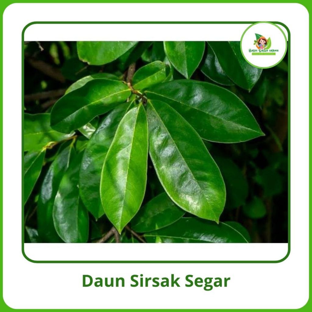 

Daun Sirsak Segar [100g] Murah petik langsung
