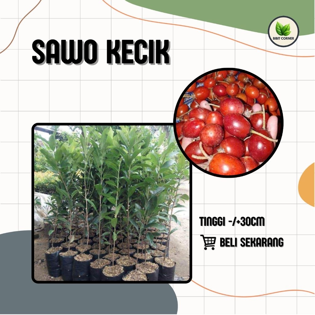 Bibit Sawo Kecik